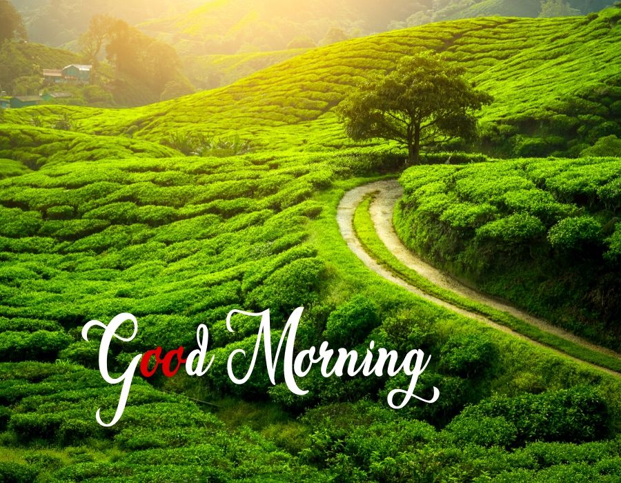 Good Morning Nature Images Hd Quotes Free Download